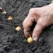 Grădina cu legume. Ce semănăm și plantăm în aprilie, mai și iunie