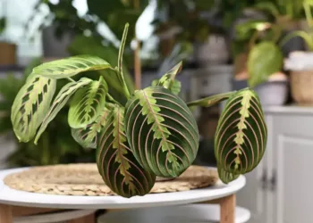 Planta care se roaga. De ce este bine sa o ai la tine in casa