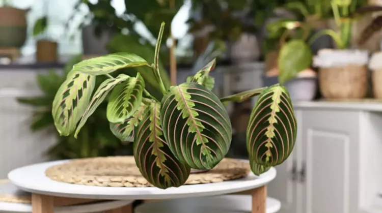 Planta care se roaga. De ce este bine sa o ai la tine in casa