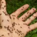 Cum să scapi rapid și ușor de furnici. 5 trucuri simple care dau rezultate garantat