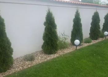 Cum să ai cei mai frumoși tuia de pe strada ta! Care este secretul unei curți ca-n reviste