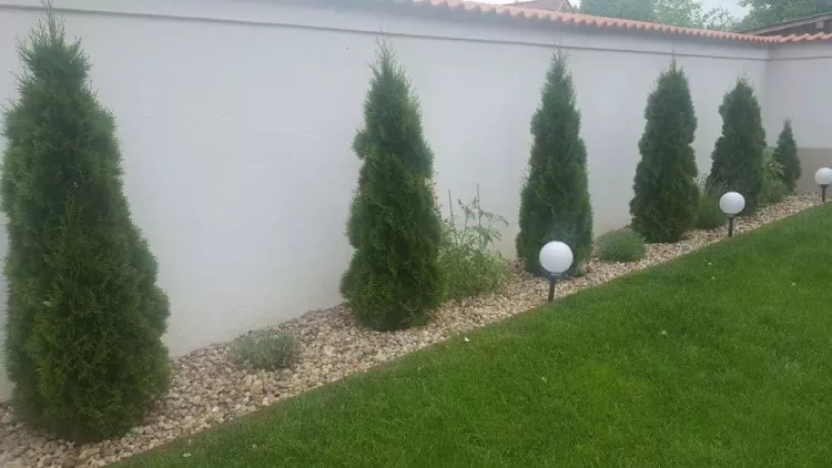 Cum să ai cei mai frumoși tuia de pe strada ta! Care este secretul unei curți ca-n reviste