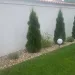 Cum să ai cei mai frumoși tuia de pe strada ta! Care este secretul unei curți ca-n reviste