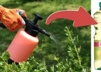 De ce sa stropesti gradina cu otet. Motivele vor convinge orice gradinar incepator sau profesionist