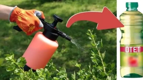 De ce sa stropesti gradina cu otet. Motivele vor convinge orice gradinar incepator sau profesionist