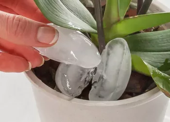 Am pus cateva cubulete de gheata in ghiveciul cu orhidee, dar dupa o saptamana s-a intamplat o minune!