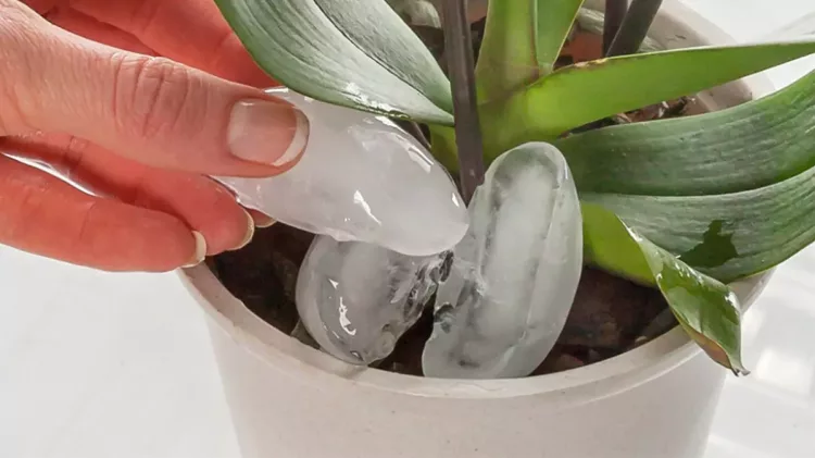 Am pus cateva cubulete de gheata in ghiveciul cu orhidee, dar dupa o saptamana s-a intamplat o minune!