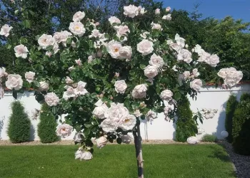 Cum sa ai trandafiri infloriti toata vara în gradina. 5 trucuri pentru flori superbe