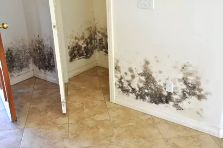 Scapă de mucegai pentru totdeauna! Soluția BIO naturală, fără chimicale, ușor de preparat