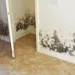 Scapă de mucegai pentru totdeauna! Soluția BIO naturală, fără chimicale, ușor de preparat