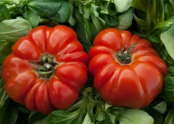 Stropește roșiile cu cenușă, lapte sau drojdie și le scapi de boli. 6 îngrășăminte bio pe care le ai în casă