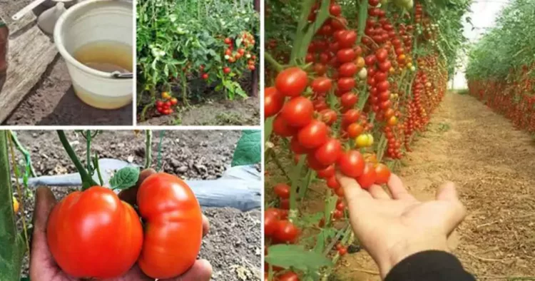 A stropit roșiile și castraveții cu acest amestec și nu au mai fost niciodată atacate de boală!