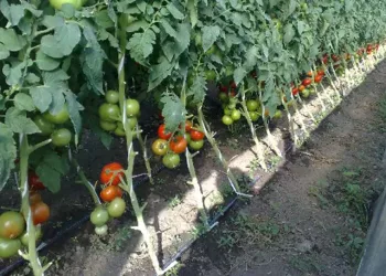 Știai că niciodată nu trebuie să plantezi roșiile lângă castraveți? Este cea mai mare greșeală! Uite cum trebuie așezate corect legumele în grădină!