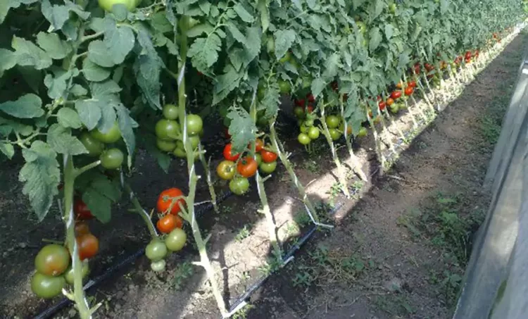 Știai că niciodată nu trebuie să plantezi roșiile lângă castraveți? Este cea mai mare greșeală! Uite cum trebuie așezate corect legumele în grădină!