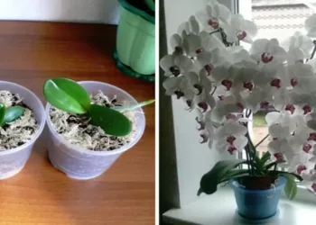 Ai o singură orhidee, dar ți-ar plăcea ca aceste flori să-ți umple casa? Folosește un ingredient din bucătărie