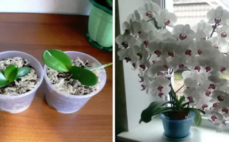 Ai o singură orhidee, dar ți-ar plăcea ca aceste flori să-ți umple casa? Folosește un ingredient din bucătărie