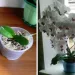 Ai o singură orhidee, dar ți-ar plăcea ca aceste flori să-ți umple casa? Folosește un ingredient din bucătărie