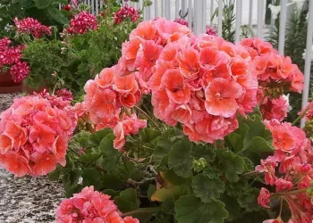 Cum să ai mușcate cu flori bogate. Trucuri care îți vor colora grădina sau balconul