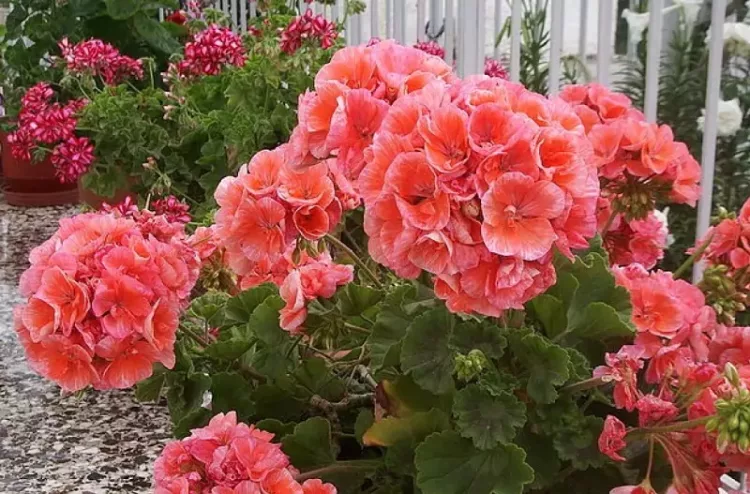 Cum să ai mușcate cu flori bogate. Trucuri care îți vor colora grădina sau balconul