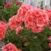 Cum să ai mușcate cu flori bogate. Trucuri care îți vor colora grădina sau balconul