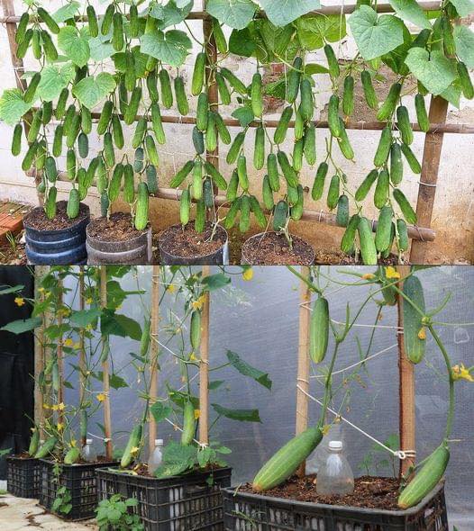 Obține o recoltă bogată de castraveți cu acest truc simplu