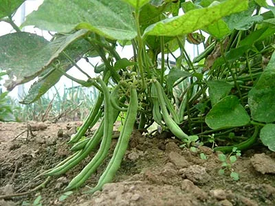 Leguma care mananca tot zaharul din organism. Beneficii nestiute pentru sanatate