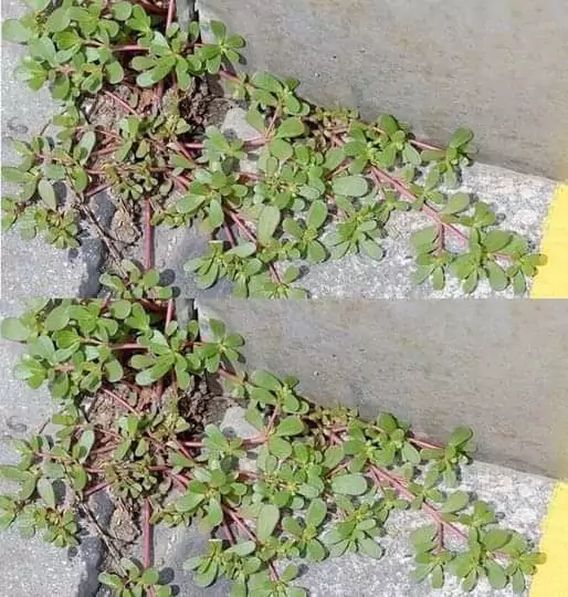 Dacă ai asta iarbă curte NU o rupe sub nici o formă