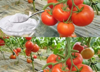 Bicarbonatul de sodiu este cel mai bun prieten al grădinarului: iată 10 moduri inteligente de utilizare în grădină