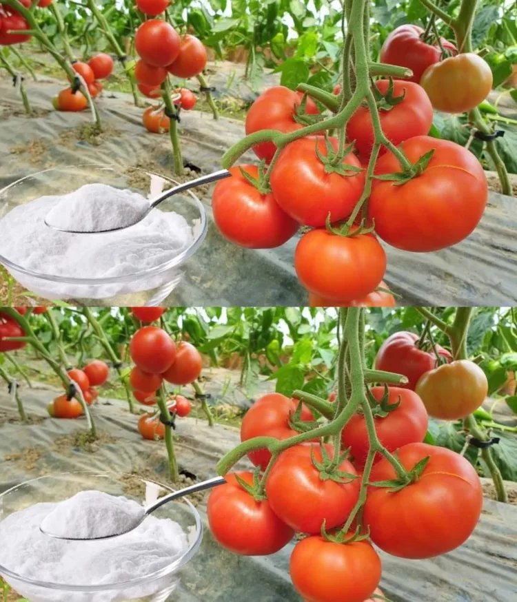 Bicarbonatul de sodiu este cel mai bun prieten al grădinarului: iată 10 moduri inteligente de utilizare în grădină