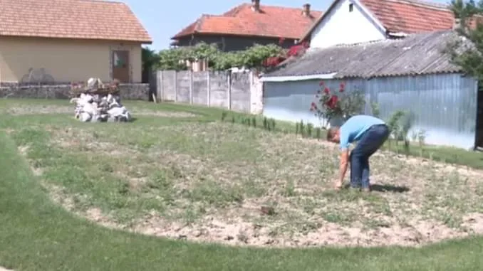Condimentul care se vinde şi cu 30.000 de euro kilogramul! Se cultivă în România și primești subvenție de la APIA pentru cultură! Te poți îmbogăți dacă faci asta: