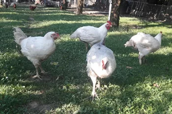 Ce să pui în apa păsărilor de curte ca să crească mari și sănătoase. Ingredientul banal cu efecte uimitoare