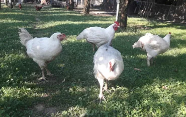 Ce să pui în apa păsărilor de curte ca să crească mari și sănătoase. Ingredientul banal cu efecte uimitoare