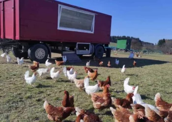 Ce să pui în apa păsărilor de curte ca să crească mari și sănătoase. Ingredientul banal cu efecte uimitoare