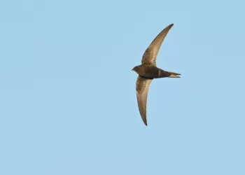 Pasărea din România care se hrănește și bea apă în aer!