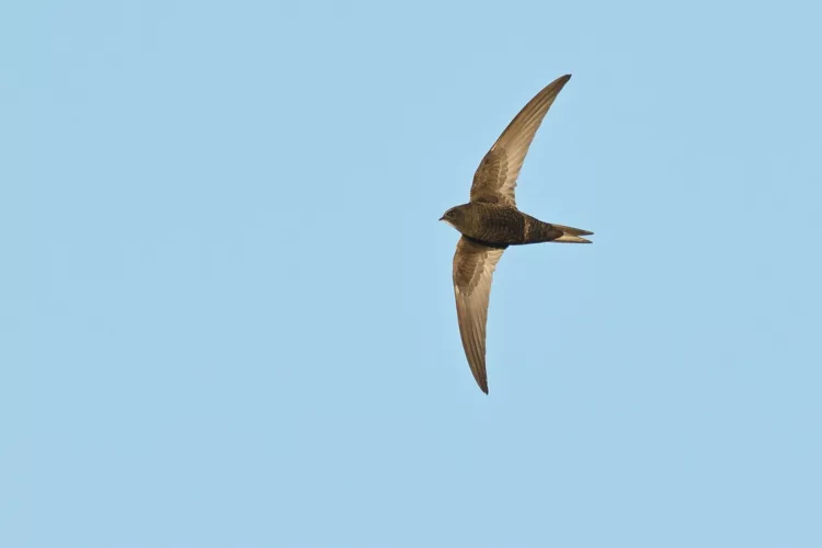 Pasărea din România care se hrănește și bea apă în aer!