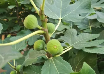 Ce se intampla daca plantezi un smochin sau daca ai deja unul in curte – nimeni nu stia