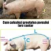 Cum calculezi greutatea porcului fără cântar. Totul se bazează pe anumite măsurători