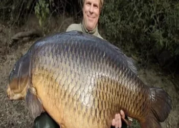 A prins un crap uriaș și l-a adus acasă. A tras o sperietură zdravănă când a despicat peștele! Ce a găsit înăuntru