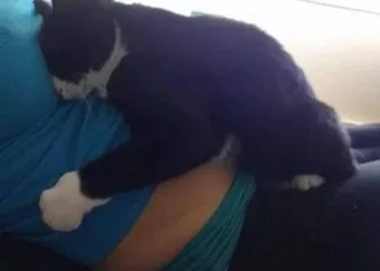 Această pisică se agăța mereu de burta femeii de întreaga perioadă a sarcinii. Când a venit bebelușul pe lume s-a întâmplat ceva halucinant! Uite ce-i făcea animalul