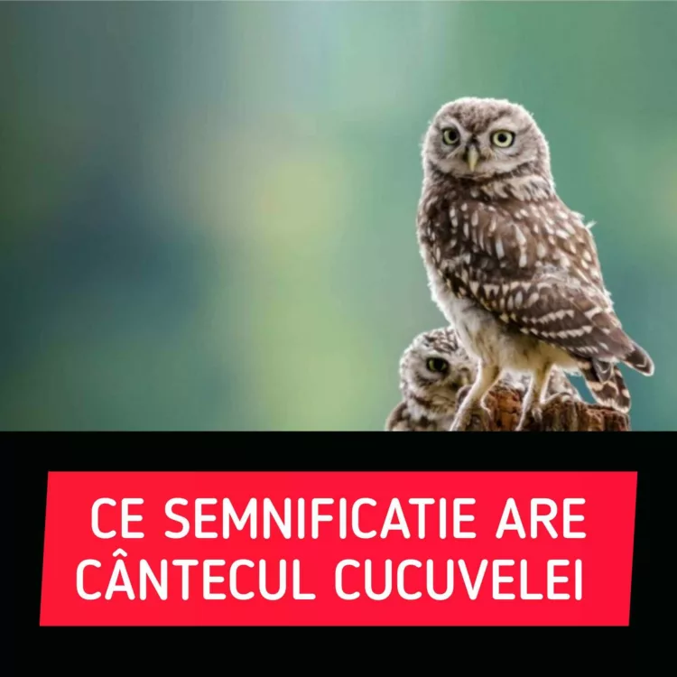 Ce semnificație are cântecul cucuvelei. Superstiții în România și în lume despre „vestitorul morții”