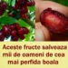 Aceste fructe salveaza mii de oameni de cea mai perfida boala – Regenerarea rapida a tesuturilor din organism..