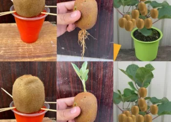 Cum să plantezi, să crești și să recoltezi kiwi foarte ușor