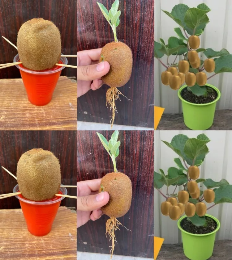 Cum să plantezi, să crești și să recoltezi kiwi foarte ușor