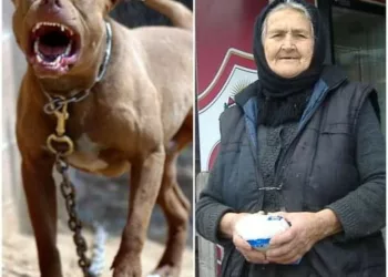 Batrana de 97 de ani planta flori in gradina, cand s-a trezit inconjurata de patru pittbulli. Credea ca si-a gasit sfarsitul, dar dupa ce doi s-au repezit la ea a vazut ceva care i-a inmuiat picioarele…