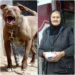 Batrana de 97 de ani planta flori in gradina, cand s-a trezit inconjurata de patru pittbulli. Credea ca si-a gasit sfarsitul, dar dupa ce doi s-au repezit la ea a vazut ceva care i-a inmuiat picioarele…