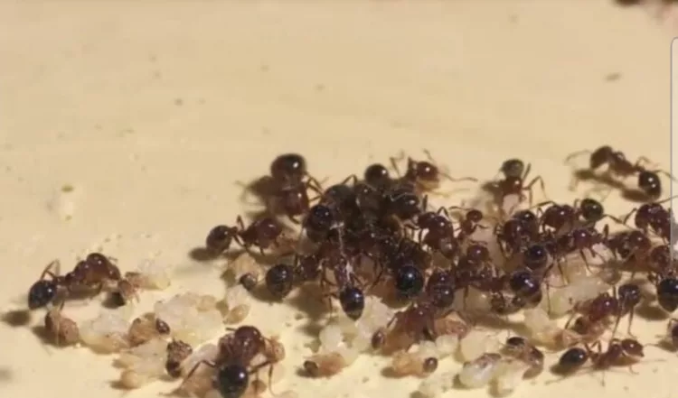 Ultimă oră: alerta în întreaga Europă. România este şi ea vizată