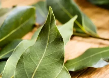 De ce să pui frunze de dafin în frigider?