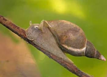Animalul pașnic din România care ucide anual zeci de mii de oameni. Pare blând la prima vedere. Te-ai jucat cu el în copilărie
