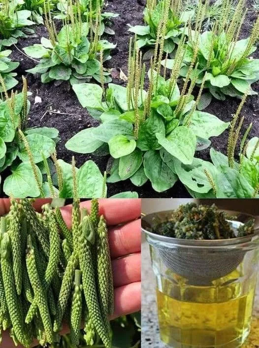 Această plantă este foarte des întâlnită la noi la țară și totuși puțini oameni știu că poate salva viața unui om