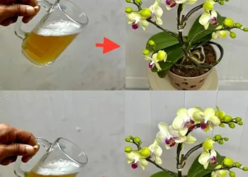 Cum să faci orhideele să înflorească pe tot parcursul anului? Adăugați un singur ingredient în apa și asta este tot.